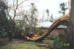 Fallen Tree